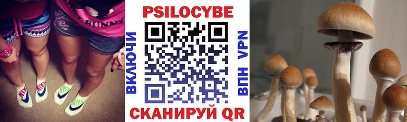 Галлюциногенные грибы Cubensis  Дальнегорск 